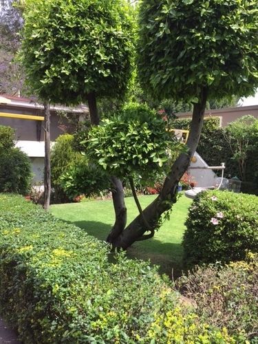 Grupo Kings Suites - Bosque De Duraznos 72 メキシコシティ エクステリア 写真